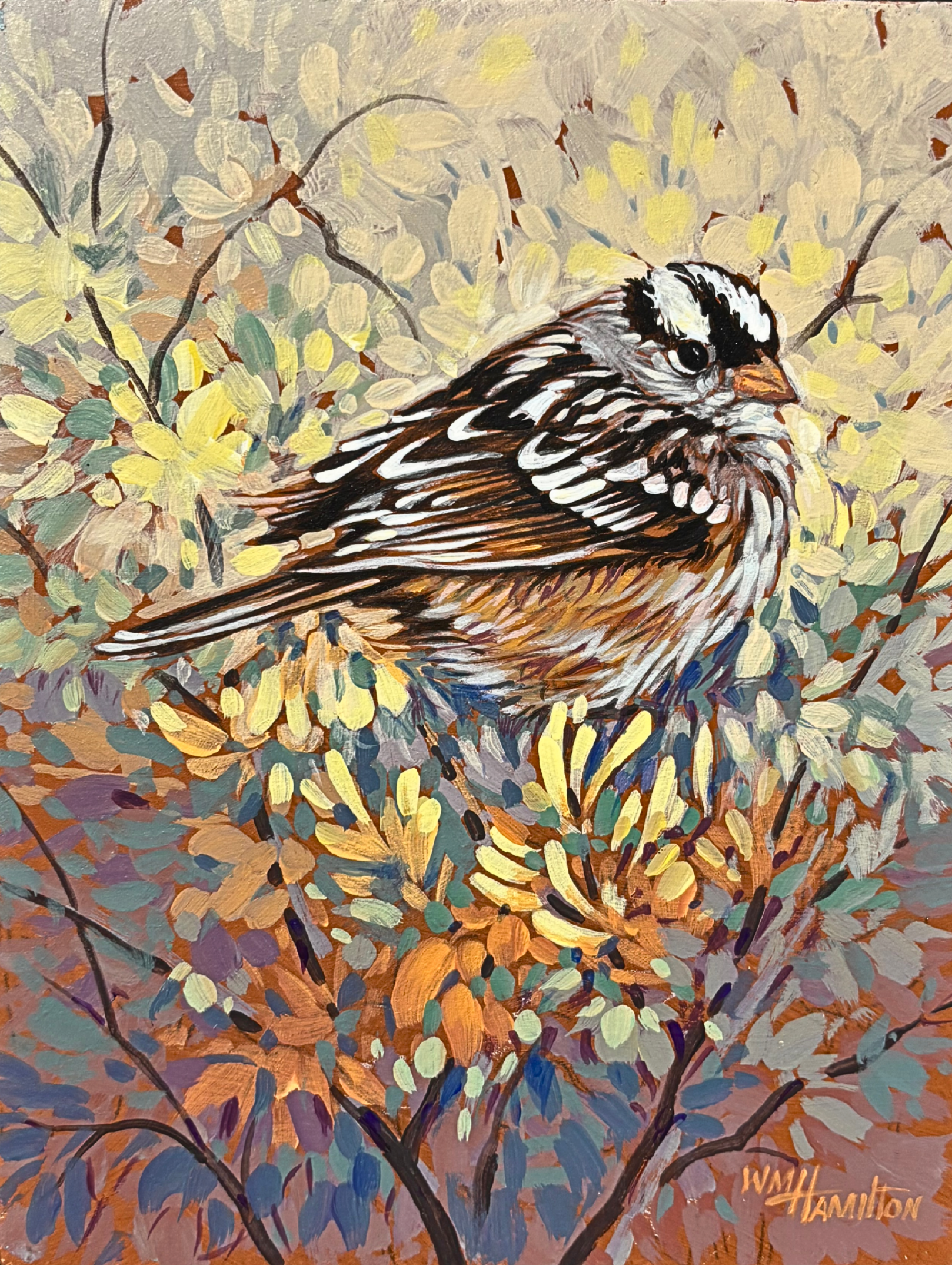 Bill Hamilton - White Crowned Sparrow - 7 x 5 - #126