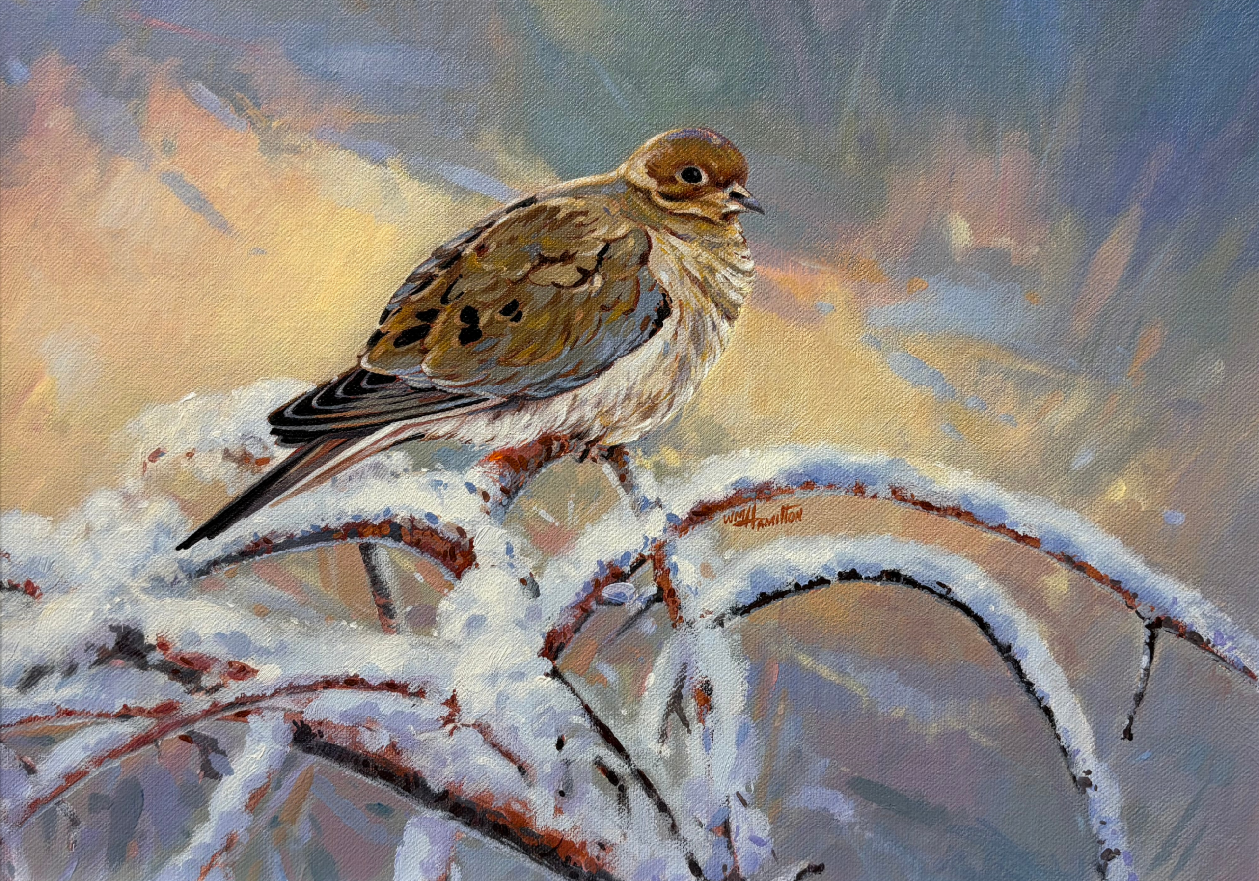 Bill Hamilton -Mourning Dove - 12 x 16 - #139