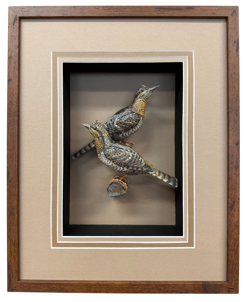 Tom Melhuse - Wryneck Woodpeckers - Painted Paper - #148