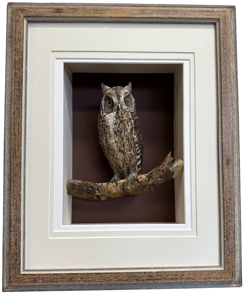 Tom Melhuse - Owl be seeing you - Painted Paper - #151