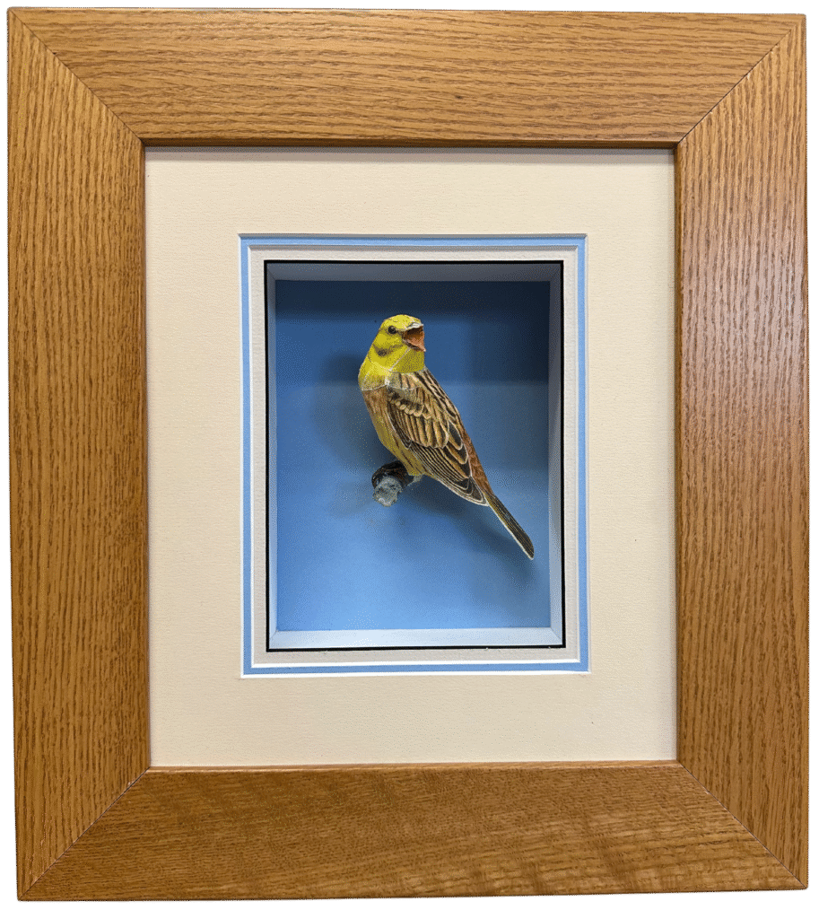 Tom Melhuse - Yellow Hammer - Painted Paper - #160